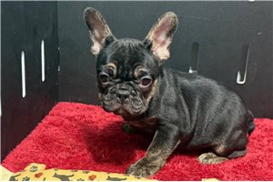 Elise - French Bulldog for sale