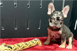 Gene - French Bulldog for sale