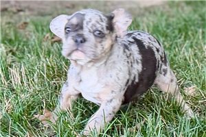 Ginny - French Bulldog for sale