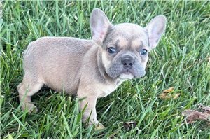 Zoey - French Bulldog for sale
