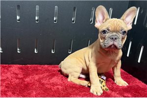 Easton - French Bulldog for sale
