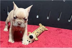 Wizard - French Bulldog for sale