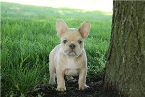 Opal - French Bulldog for sale