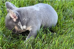 Miller - French Bulldog for sale