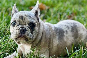 Goose - French Bulldog for sale