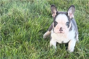 Humphrey - French Bulldog for sale