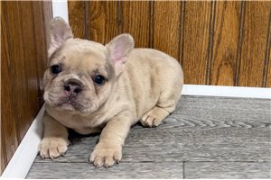 Addie - puppy for sale