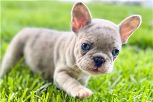 Gia - puppy for sale