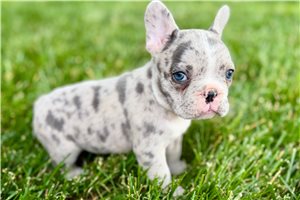 Geneva - puppy for sale