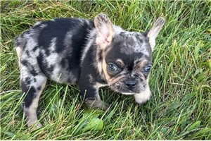Hickory - puppy for sale