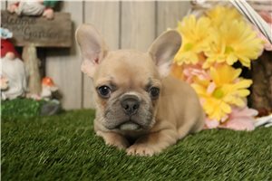 Oliver - French Bulldog for sale