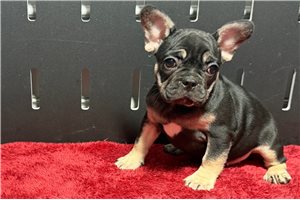 Gemma - French Bulldog for sale