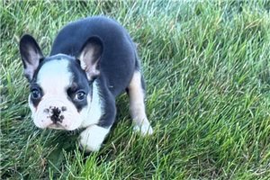 Harrison - puppy for sale
