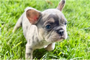 Ginny - puppy for sale