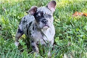 Ginny - puppy for sale
