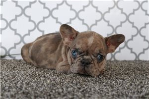 Octavia - French Bulldog for sale
