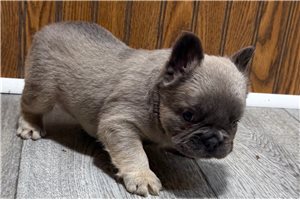 Adelaide - puppy for sale
