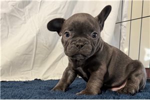 Ivan - French Bulldog for sale