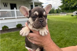 Freya - French Bulldog for sale