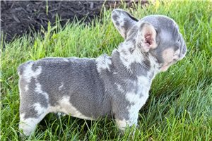 Megan - French Bulldog for sale