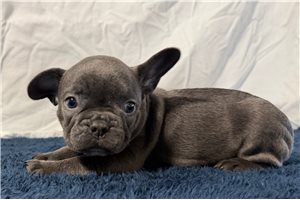 Ivan - puppy for sale