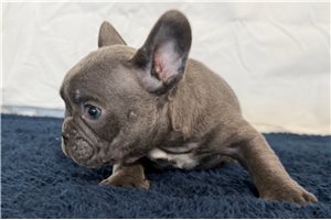 Irving - French Bulldog for sale