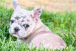 Gus - French Bulldog for sale