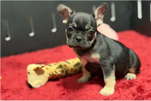 Gemma - French Bulldog for sale