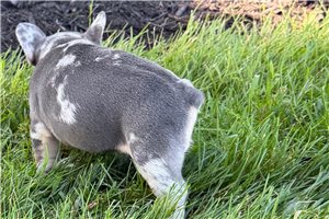 Megan - French Bulldog, placed in Battle Creek