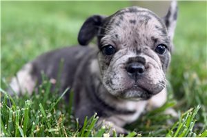 Goldie - puppy for sale