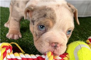 Cashmere - Beabull for sale