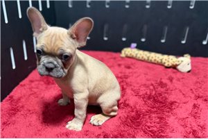 Easton - French Bulldog for sale