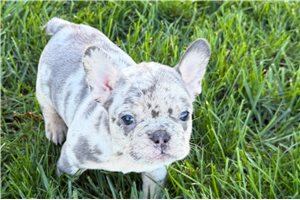Nadia - Frenchton for sale