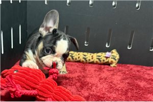 Harlow - French Bulldog for sale