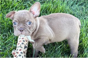 Nora - puppy for sale