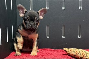Hera - French Bulldog for sale