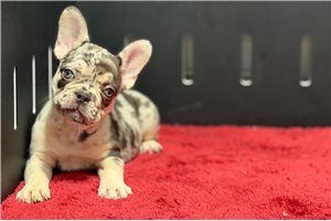 Giza - French Bulldog for sale