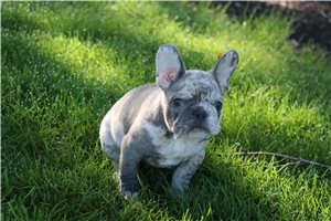 Oscar - French Bulldog for sale