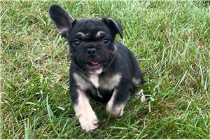 Mick - puppy for sale