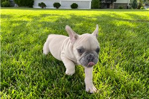 Finn - French Bulldog for sale