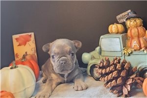 Irene - French Bulldog for sale
