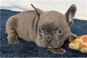 Irving - puppy for sale