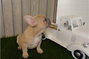 Oliver - French Bulldog for sale
