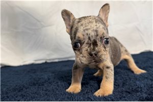 Iris - French Bulldog for sale