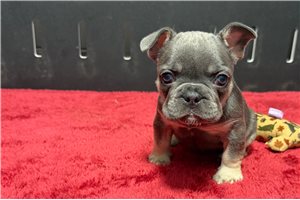 Loren - French Bulldog for sale