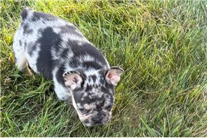 Hermes - puppy for sale