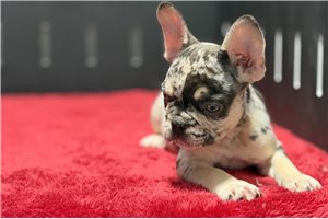 Garrett - puppy for sale