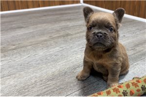 Agate - French Bulldog for sale