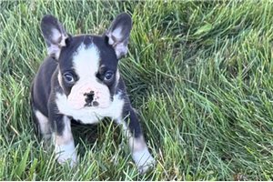 Harlow - puppy for sale