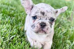 Goose - French Bulldog for sale